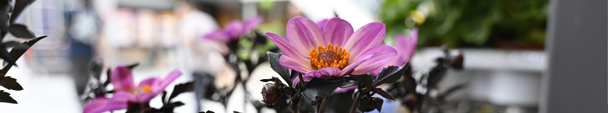 Blomma